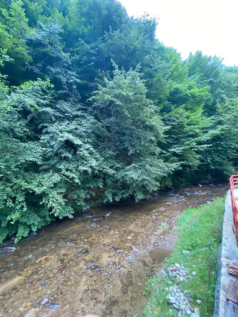 Pârâul văzut de pe terasă vara, printre arbori, cu balustrada cărămizie în prim-plan.